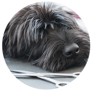 Summit Pet Care | Where Dogs Rule