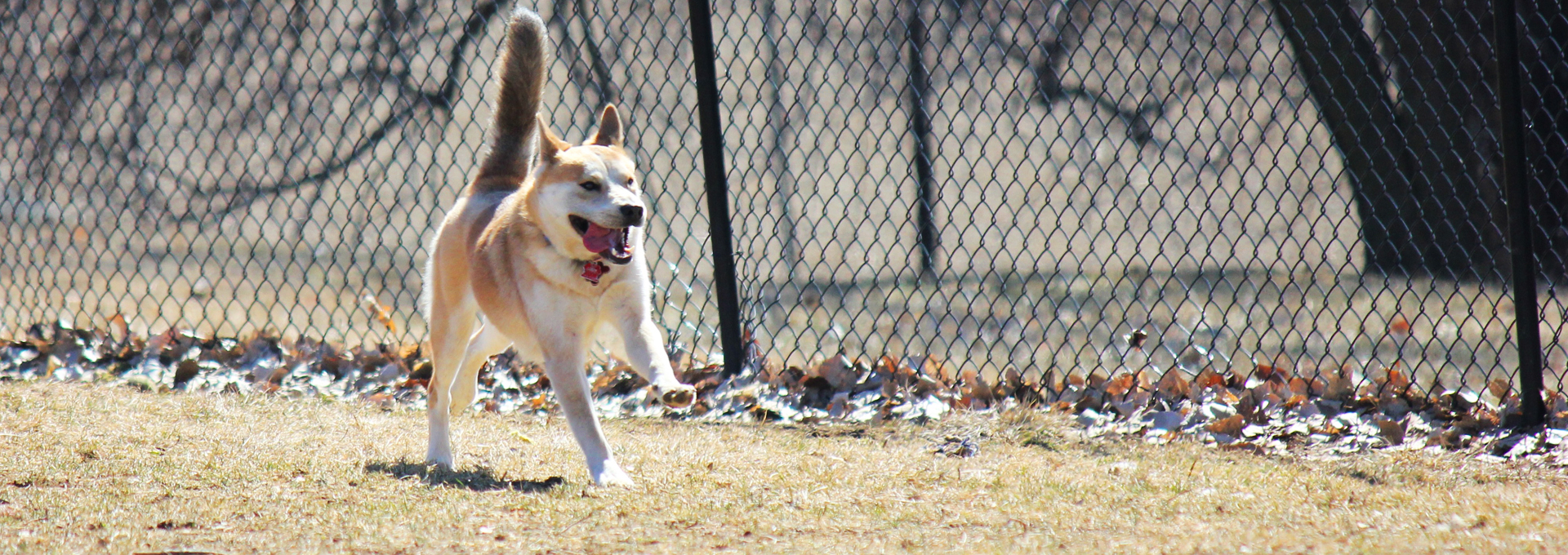 boarding kansas city your trusted kennels boarding in kansas city boarding kansas city your trusted kennels boarding in kansas city