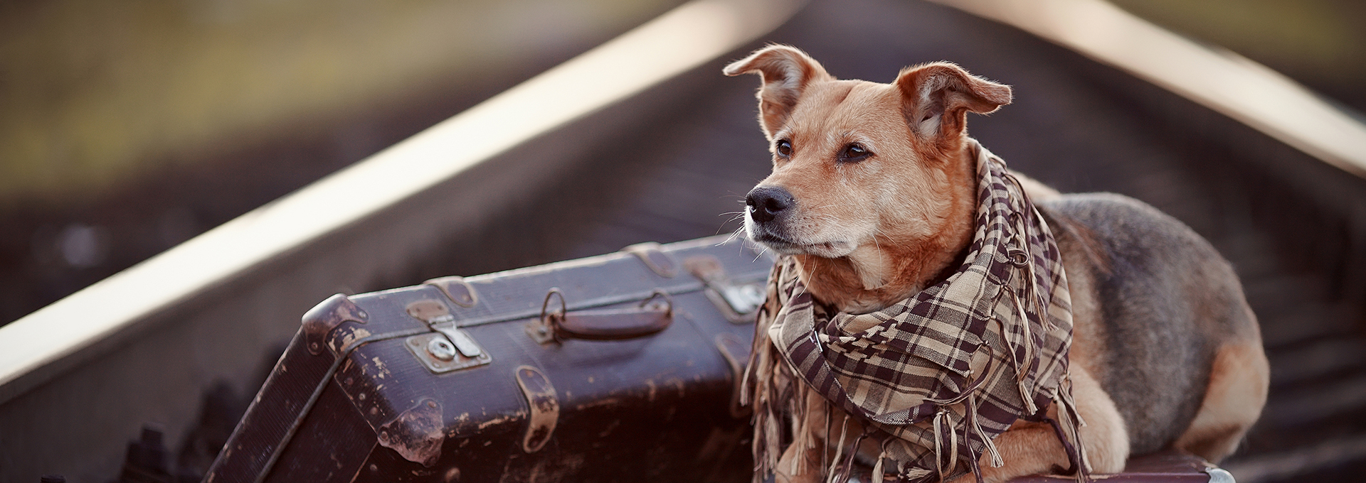 What Vaccinations Are Required For Dogs For Grooming And Boarding What Vaccinations Are Required For Dogs For Grooming And Boarding