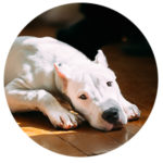 pet boarding / doggy day care