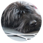 dog grooming
