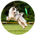 doggy day car training