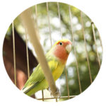 bird boarding